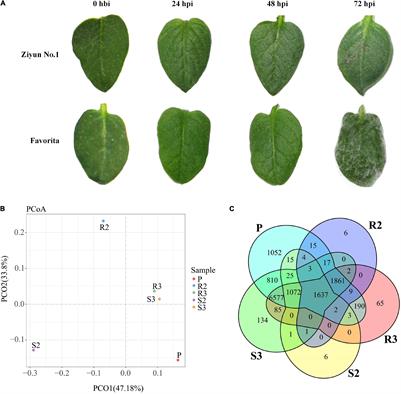 Dual RNA Sequencing Reveals the Genome-Wide Expression Profiles During the Compatible and Incompatible Interactions Between Solanum tuberosum and Phytophthora infestans